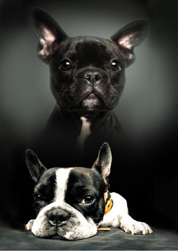 Kutyás Bulldog polár takaró 100x140cm